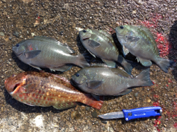 串本港 フカセ釣りでグレ〜26cmの他、イ…