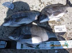 舞鶴小橋の沖磯二番でフカセ、喰わせチヌでG…