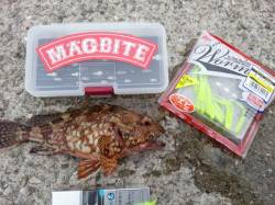 大蔵海岸 メバリングでガシラ15cmマグバ…