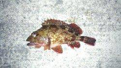 東二見 穴釣りでソイ＆ガシラ好釣果！