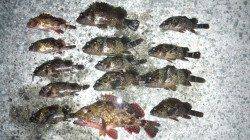 東二見 穴釣りでソイ＆ガシラ好釣果！