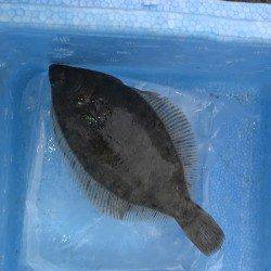 深日 投げ釣りで花見カレイがヒット！