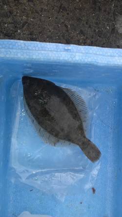 深日 投げ釣りで花見カレイがヒット！