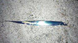 佐野、夜明け前からタチウオ連続Ｈｉｔ！シーバスの釣果も♪