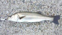 佐野、夜明け前からタチウオ連続Ｈｉｔ！シーバスの釣果も♪