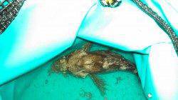 神戸港4,5,6,8防 メバリングでガシラ17cm☆