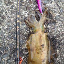 活性が悪くてもイチコロ！紀伊大島エギング釣果