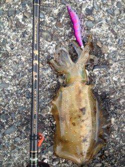 活性が悪くてもイチコロ！紀伊大島エギング釣果