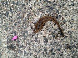 垂水漁港、ちょい投げでメゴチの釣果