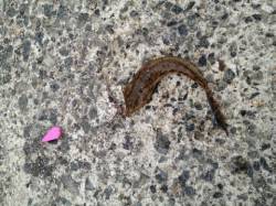 垂水漁港、ちょい投げでメゴチの釣果