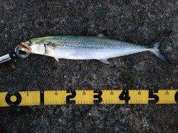 和歌山市南部でショアジギング、サゴシ56cmをキャッチ♪