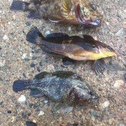 竹野港 穴釣りでガシラ・アイナメ・ソイなど 日本海での初釣り♪