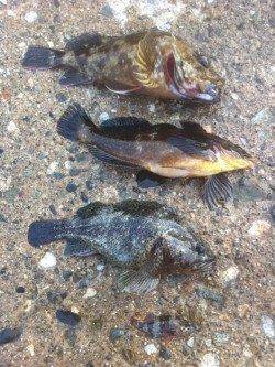 竹野港 穴釣りでガシラ・アイナメ・ソイなど 日本海での初釣り♪