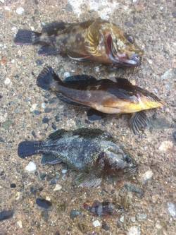 竹野港 穴釣りでガシラ・アイナメ・ソイなど…