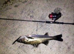 貝塚エリアでシーバスの釣果