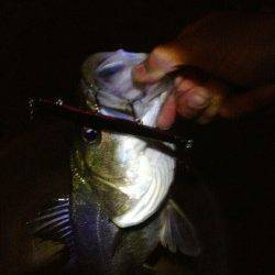 貝塚エリアでシーバスの釣果