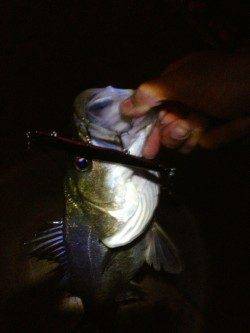 貝塚エリアでシーバスの釣果