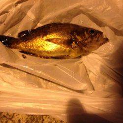 大蔵海岸 ウキ釣りでメバル14cm＆16cm