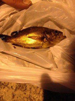 大蔵海岸 ウキ釣りでメバル14cm＆16cm