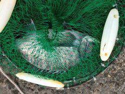 海親公園でウキ釣りで45cmの良型チヌ！