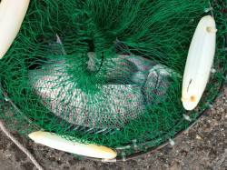 海親公園でウキ釣りで45cmの良型チヌ！