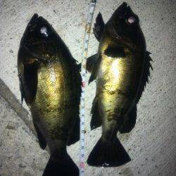 中仮屋外向きにて20㎝アップ2匹含め計4匹のメバルの釣果