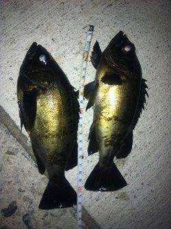 中仮屋外向きにて20㎝アップ2匹含め計4匹のメバルの釣果