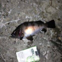 舞洲 メバリングでメバル・ガシラ・シーバス 舞州周辺も上向きか