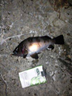 舞洲 メバリングでメバル・ガシラ・シーバス 舞州周辺も上向きか