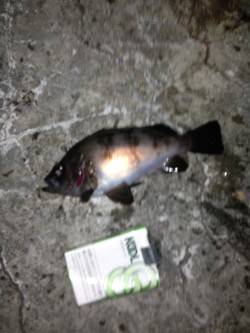 舞洲 メバリングでメバル・ガシラ・シーバス…