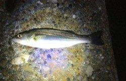 汐見埠頭 10バイトの中シーバス2本キャッチ☆