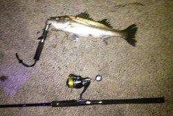 助松埠頭 ルアーでシーバス2匹 バチ抜け始まってます☆