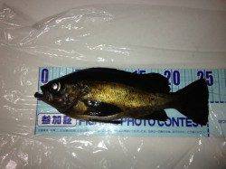 田結漁港、コンディションは良いものの・・・メバリング釣果