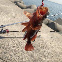 仮屋 投げ釣りの合間に穴釣りでガシラを楽しむ☆