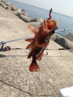 仮屋 投げ釣りの合間に穴釣りでガシラを楽し…