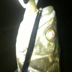 〜バチパターン〜助松埠頭シーバスゲーム