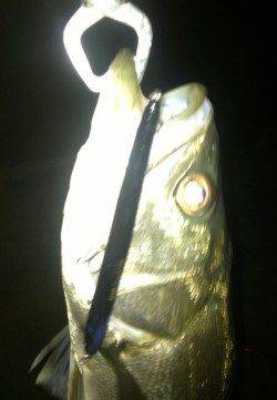 〜バチパターン〜助松埠頭シーバスゲーム