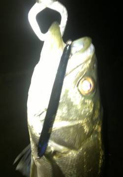 〜バチパターン〜助松埠頭シーバスゲーム