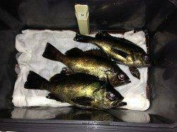 塩屋海岸、流し釣りでメバルの釣果