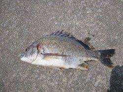 武庫川河口 投げ釣りでキビレ43cm