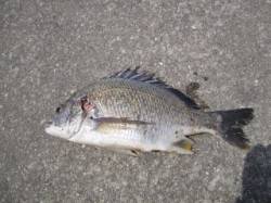 武庫川河口 投げ釣りでキビレ43cm