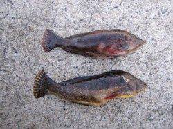 大蔵海岸、投げと胴突きでアイナメの釣果☆