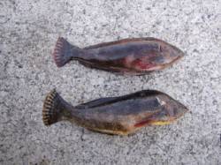 大蔵海岸、投げと胴突きでアイナメの釣果☆