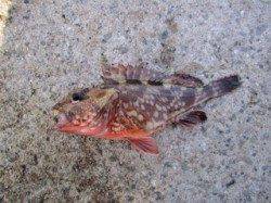 大蔵海岸、投げと胴突きでアイナメの釣果☆