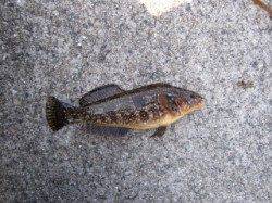 大蔵海岸 胴突きでアイナメ＆ガシラの釣果！