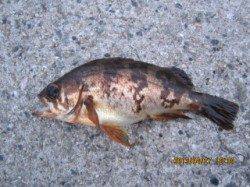 大蔵海岸 胴突きでアイナメ＆ガシラの釣果！