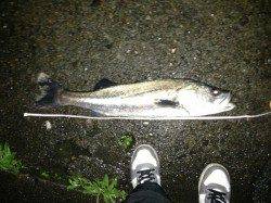 大阪南港 ハードプラグでシーバス77cmキャッチ！