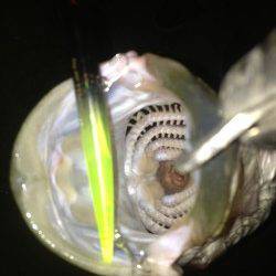 〜バチパターン〜助松埠頭シーバスゲーム