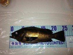 竹野港 メバリングで良型メバル！