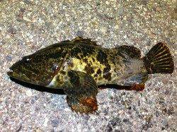 兵庫突堤 メバリングでタケノコメバル25cm！